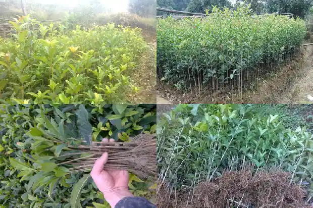 四月份还能嫁接桂花吗北方还是南方1688792967271