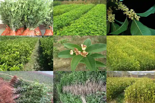 征收桂花树多少钱一棵呢怎么算收益1686011771893
