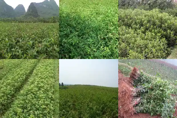 征收桂花树多少钱一棵呢怎么算收益1686011771989