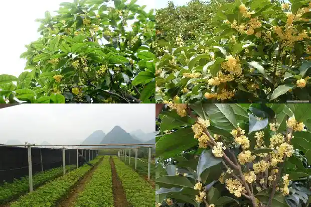 征收桂花树多少钱一棵呢怎么算收益1686011772036