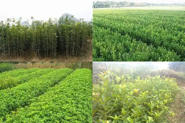 桂花树怎么摘种子1686011792093
