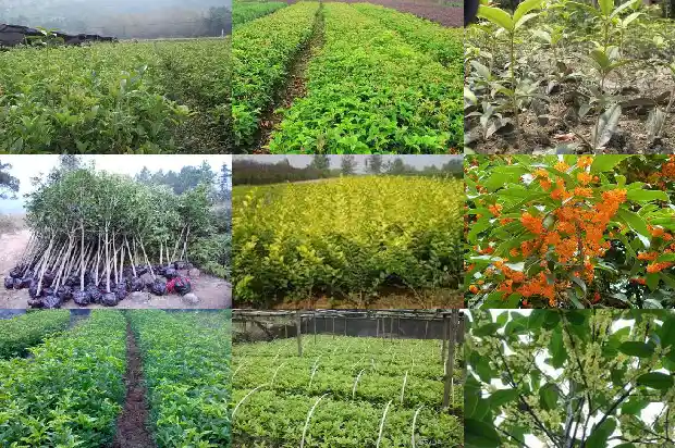桂花树怎么摘种子1686011792141