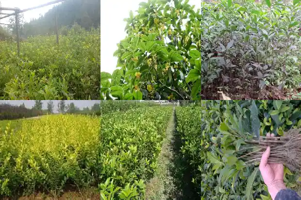 桂花树怎么摘种子1686011792189