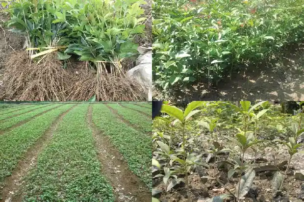 桂花树籽能种吗1686011809959
