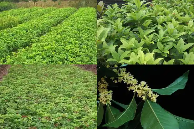 桂花树籽能种吗1686011810007