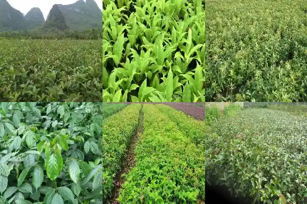 桂花树籽能种吗1686011810055