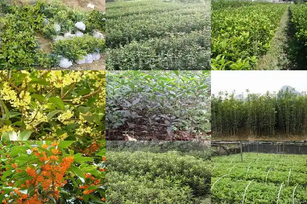 桂花树籽怎么种出来的1686011829852