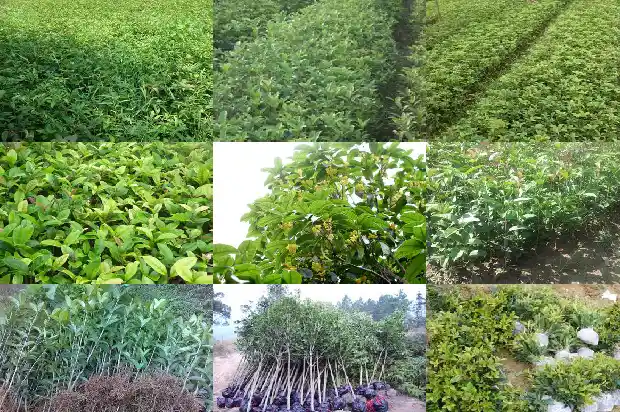 桂花泡酒的比例1689576925812