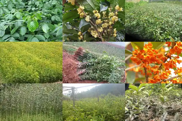 桂花树可以在室内养吗1686011889543