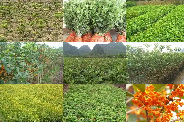 桂花树可以在室内养吗1686011889638
