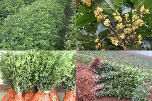 桂花树地栽怎么种植好1686011942738