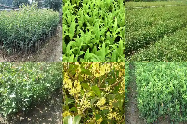 桂花树地栽怎么种植好1686011942785
