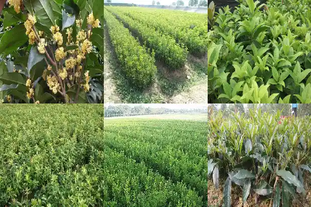 桂花亩产干花多少斤1686012031328