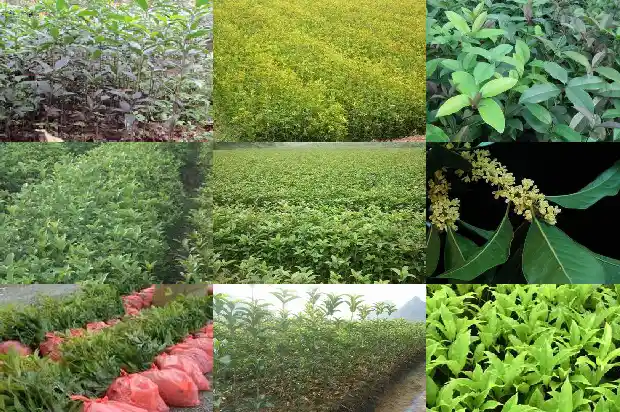 桂花种植效益1686012051360