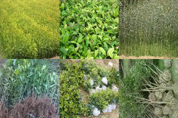 桂花种植效益1686012051408