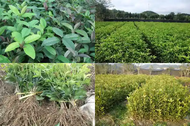 桂花种植效益1686012051456