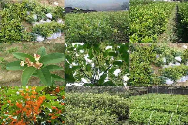 桂花一般多少斤一个1686012075464