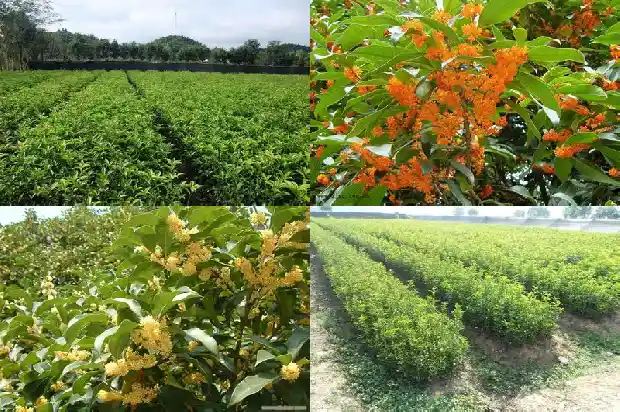 桂花多少斤鲜花晒成干花1686012099634