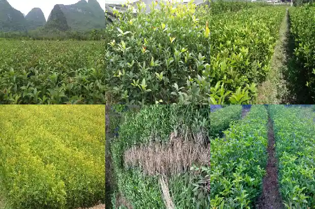 桂花多少斤鲜花晒成干花1686012099681