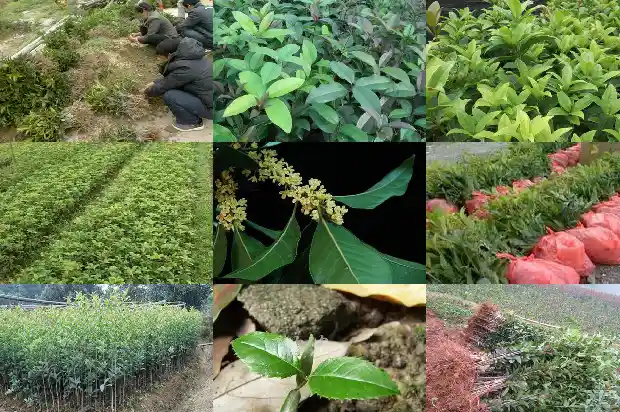 桂花多少斤鲜花晒成干花1686012099728
