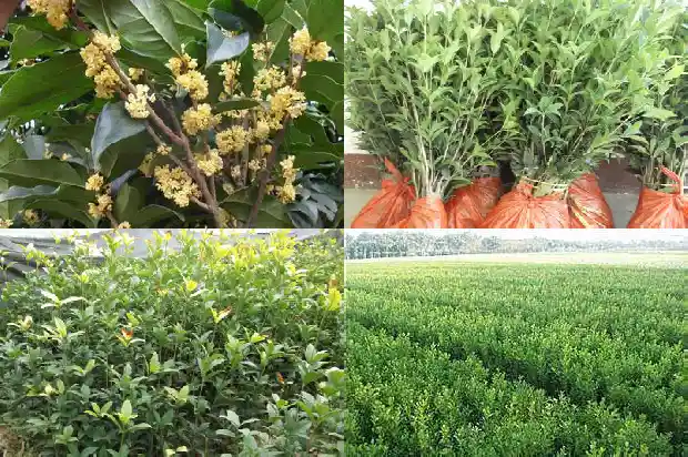 桂花多少斤鲜花晒成干花1686012099776