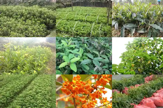 桂花树亩产利润多少合适1686012117580