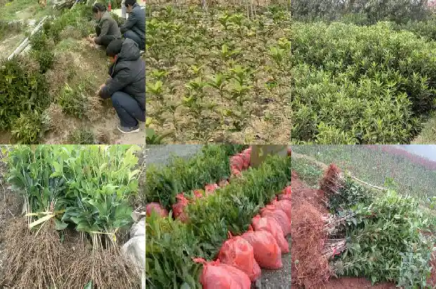 桂花树亩产利润多少合适1686012117628