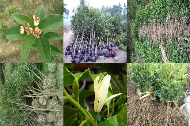 桂花树拆迁多少一颗新树1686012160419