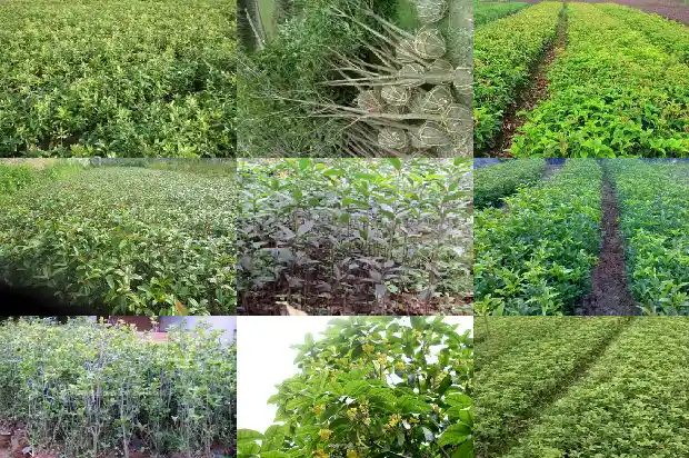 桂花树拆迁多少一颗新树1686012160467