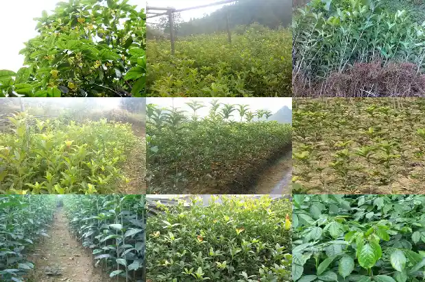 桂花树拆迁多少一颗新树1686012160562