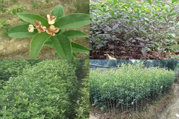 桂花树25公分价格多少1689639869390