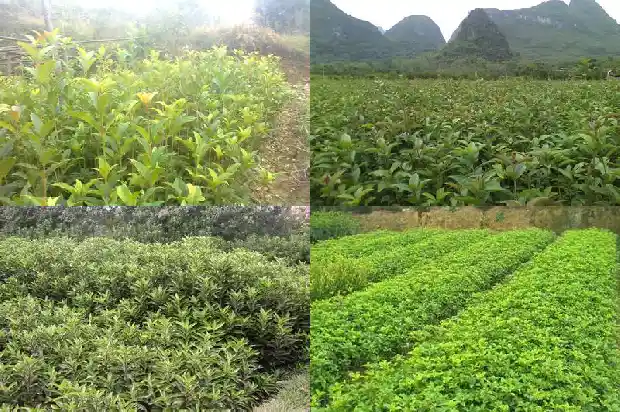 桂花树占地面积多大最好看呢1686012224524