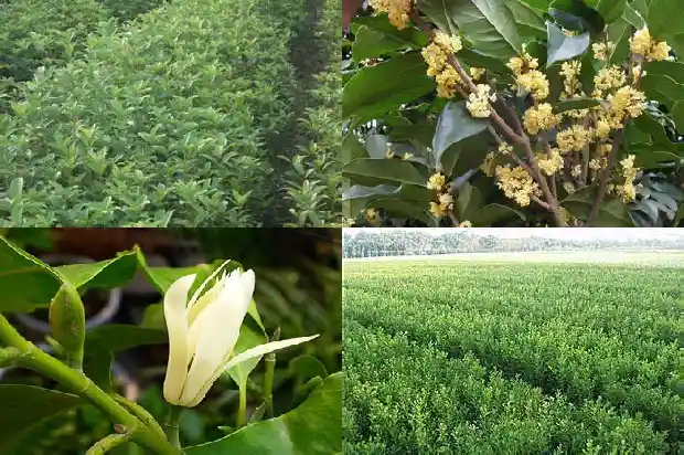 桂花树占地面积多大最好看呢1686012224666