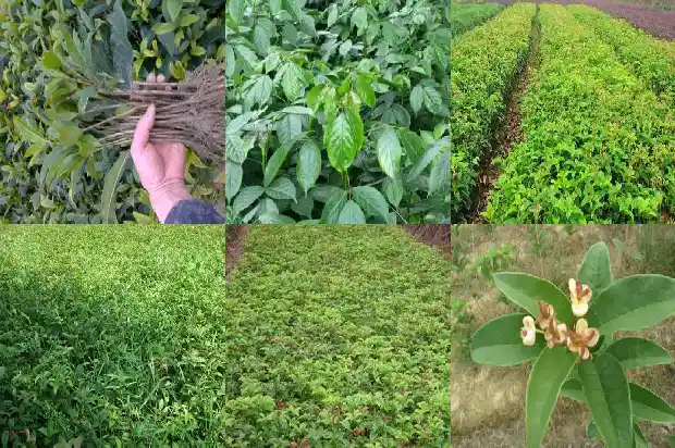 桂花树占地面积多大最好砍伐呢1686012244498