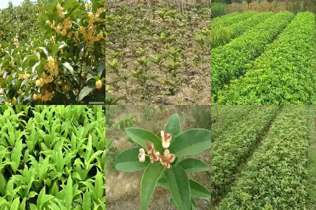 桂花树多高最好栽1686012264569