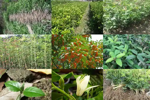 桂花树多高最好栽1686012264617