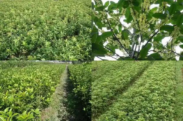 桂花树占地面积多少平方米以上可以砍伐1686012280296