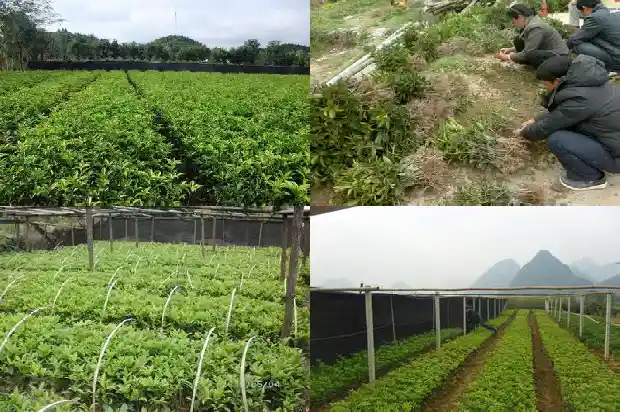 桂花树占地面积多少平方米以上可以砍伐1686012280343