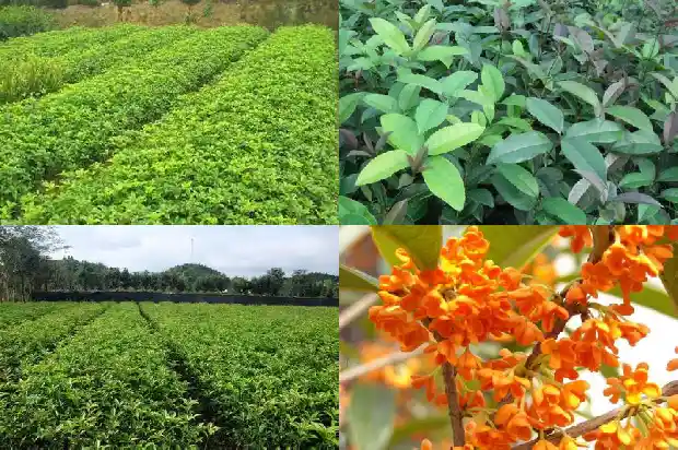 桂花树品种哪个树型好看1689838305542