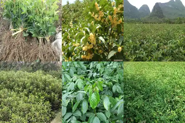桂花树占地面积多少平方千米以上1686012323905