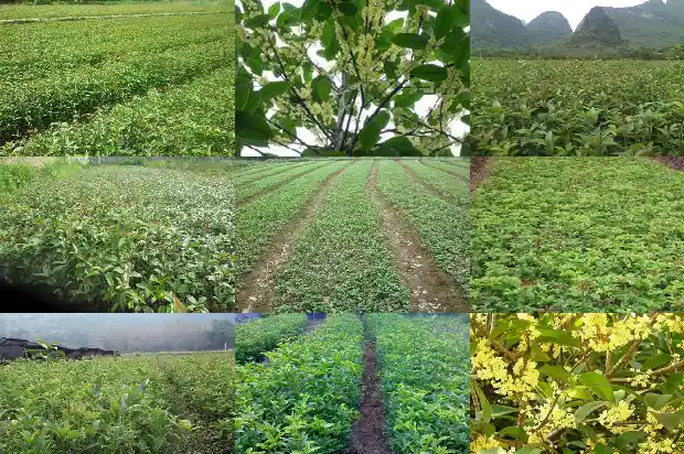 桂花树占地面积多少平方千米以上1686012323953