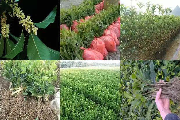 桂花树种植距离是多少米1686012339474