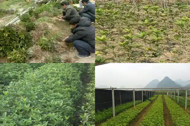 桂花在北方能越冬吗1688521562939