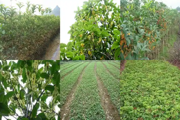 桂花树种植距离是多少合适1686012357296