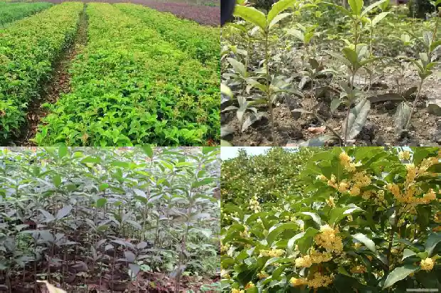 桂花树种植距离是多少合适1686012357343