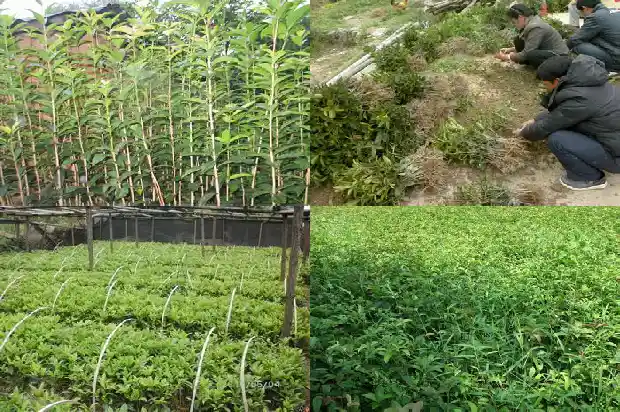 桂花树种植距离是多少合适1686012357391