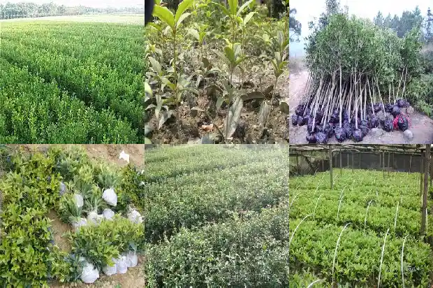 桂花树多少米栽一棵合适1686012377529