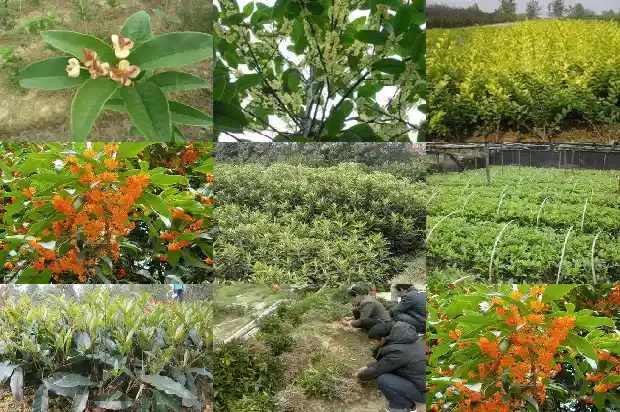 什么季节喝桂花茶好1689035095538