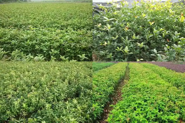 写一段桂花树的外形特点1686012527654