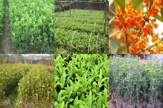 桂花树叶大小像什么一样1686012550214